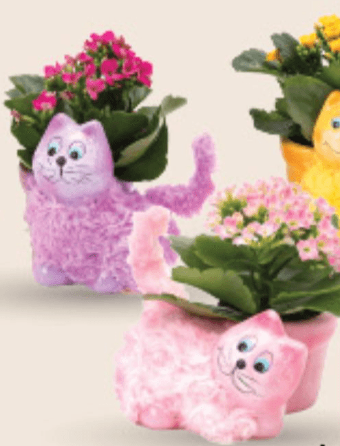 Lonček mačka Ø 6 - Akcija v trgovini Mercator