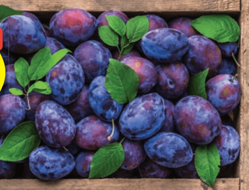Češplje 1 kg Akcija u trgovini Hofer