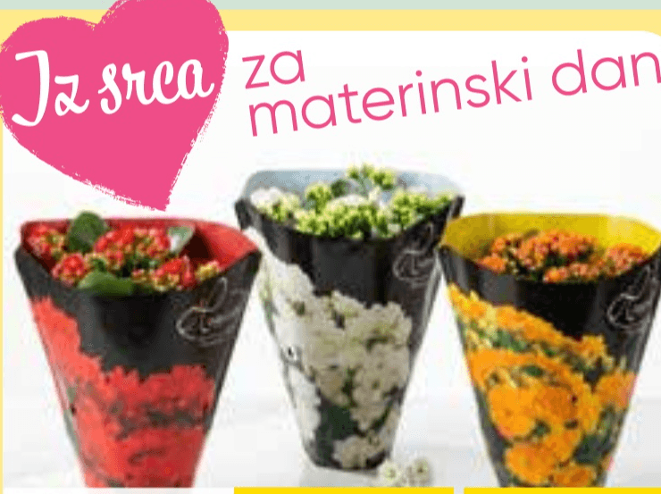 Lončnica Kalanhoja Mix fi 12 cm - Akcija v trgovini Tuš