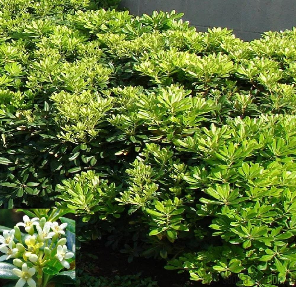 Sadika Pittosporum Tobira 35-40 cm - Akcija v trgovini Pevex