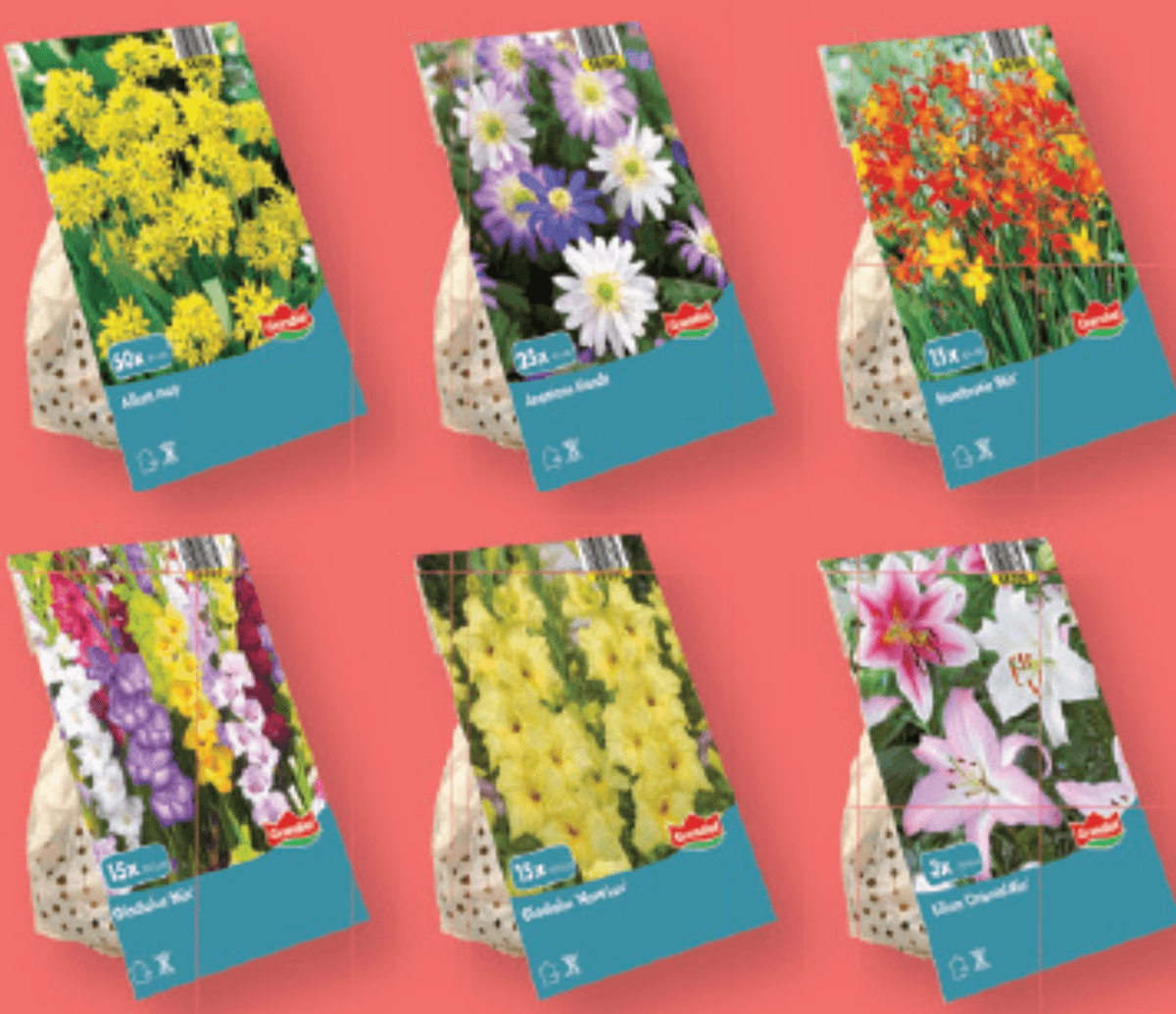 Standard cvetlične čebulice - Akcija v trgovini Lidl