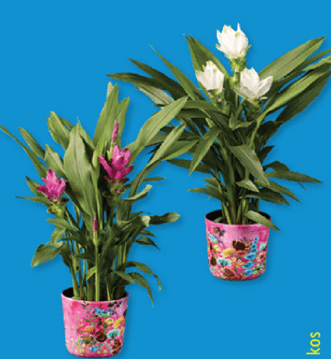 Kurkuma - Akcija v trgovini Lidl