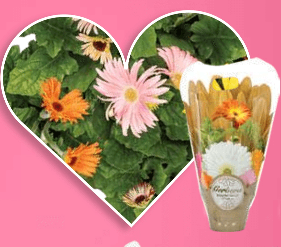 Gerbera - Akcija v trgovini E.Leclerc