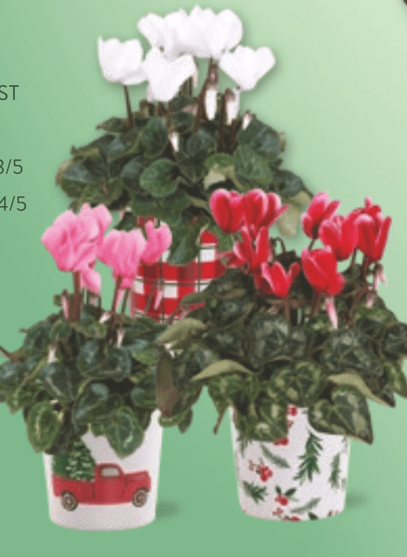 Ciklama v okrasnem lončku, premera 12 cm - Akcija v trgovini Spar