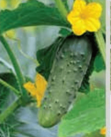 Mreža za kumare ali fižol 1,2 x 20 m - Akcija v trgovini Jager