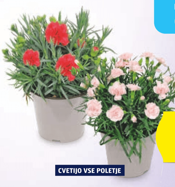 Nageljni - Akcija v trgovini Hofer