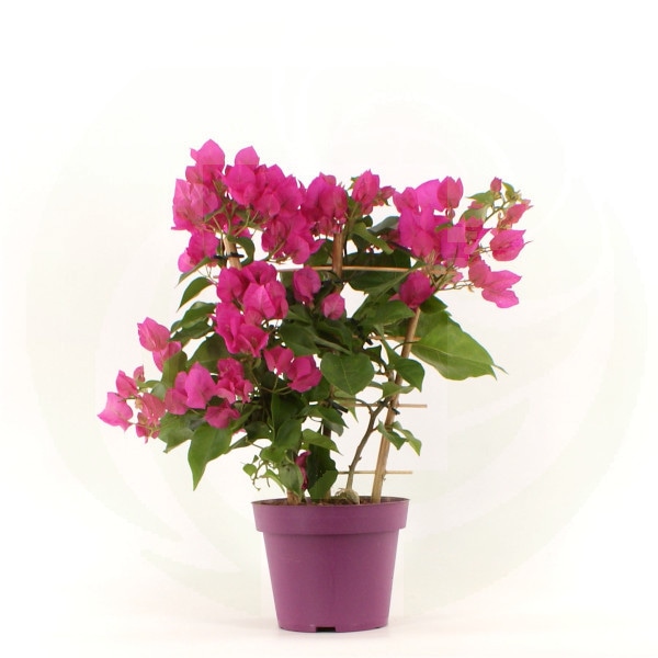 Sadika Bougainvillea Ø 14 cm, višina: 45 cm - Akcija v trgovini Pevex