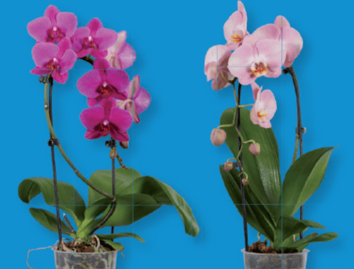 Orhideja „Phalaenopsis Cascade" - Akcija v trgovini Lidl