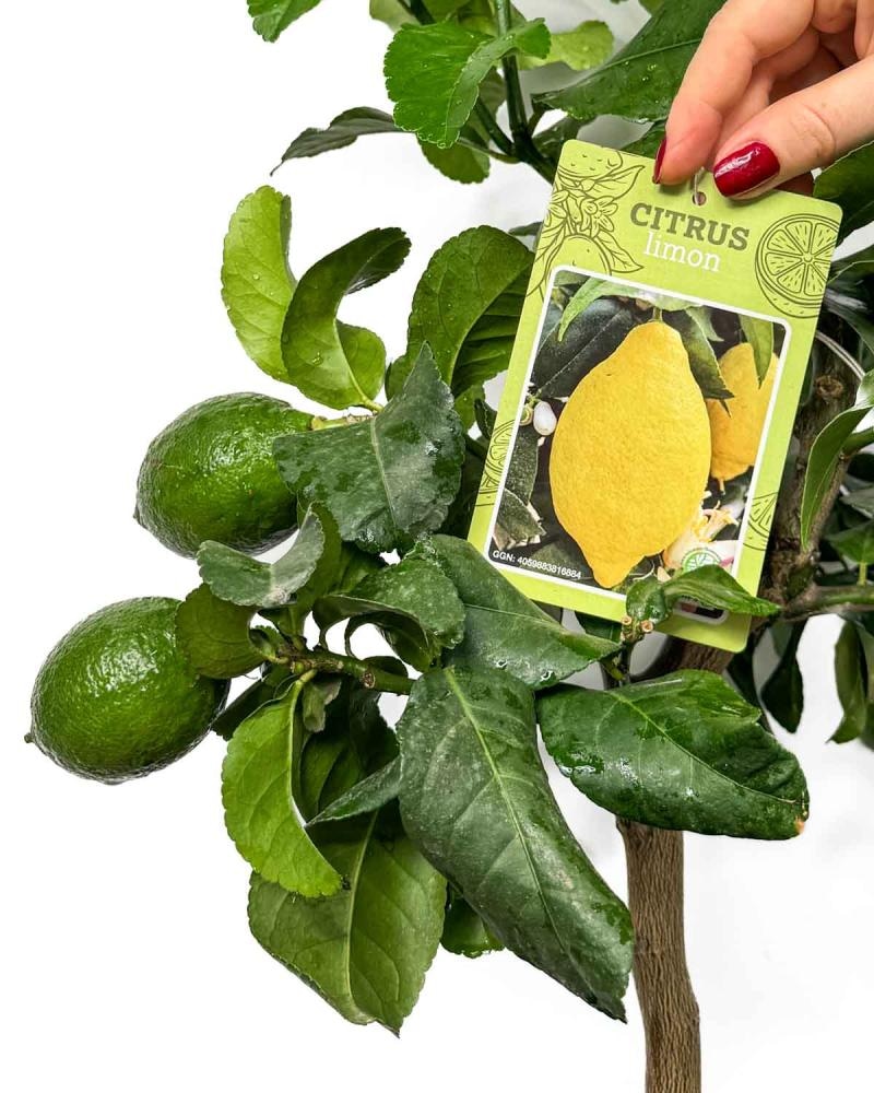 Limonovec (lat. Citrus x limon) - Akcija v trgovini Bauhaus