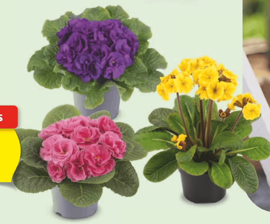 Trobentica v ca. 12-cm loncu - Akcija v trgovini Hofer