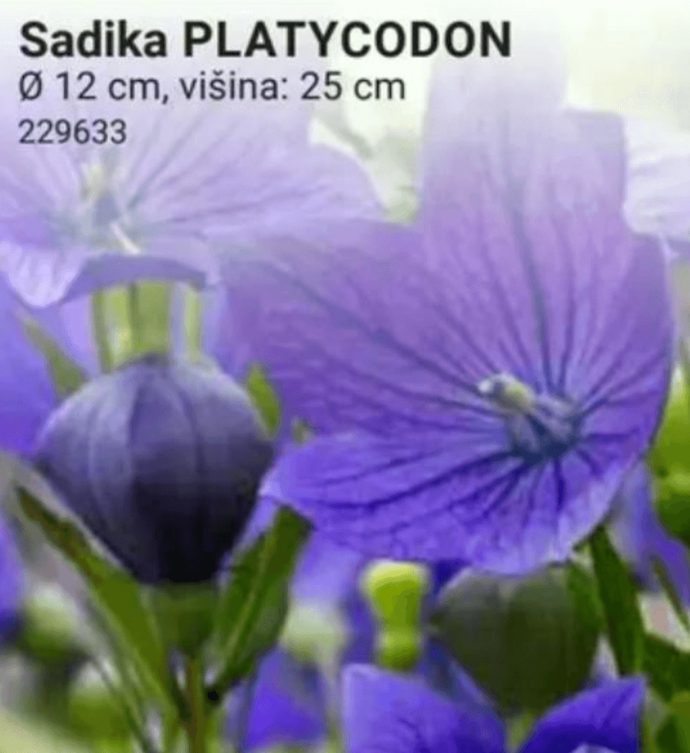 Sadika Platycodon Ø 12 cm, višina: 25 cm - Akcija v trgovini Pevex