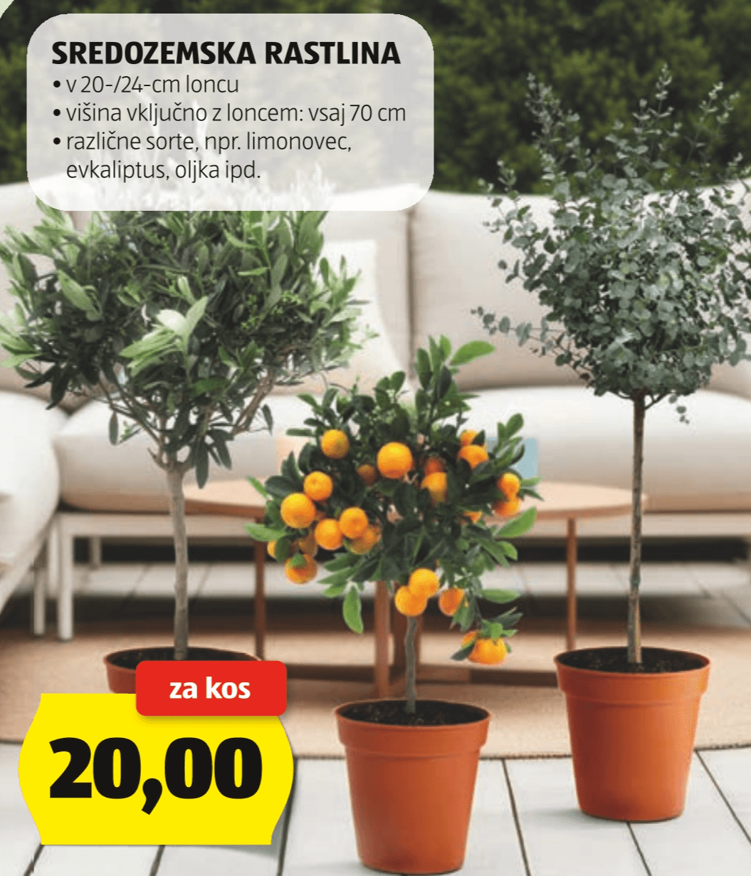 Sredozemska rastlina - Akcija v trgovini Hofer