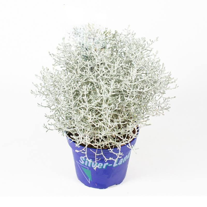 Kalocefalus - Akcija v trgovini Spar