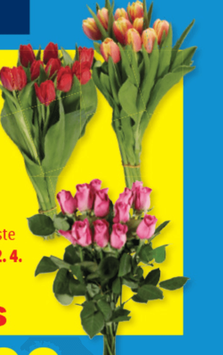 Rezano cvetje - Akcija u trgovini Lidl