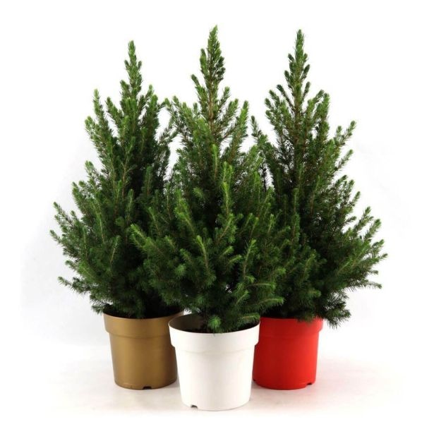 Smreka Picea Glauca December 19 cm - Akcija v trgovini Merkur