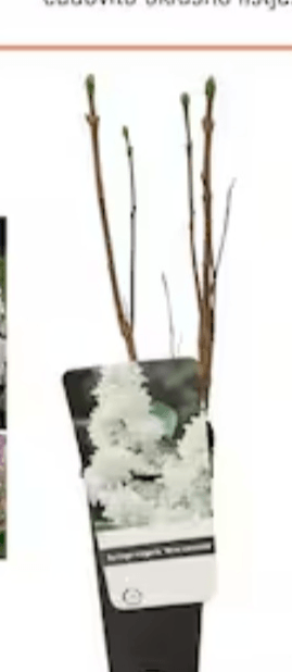 Španski Bezeg - Akcija v trgovini Obi