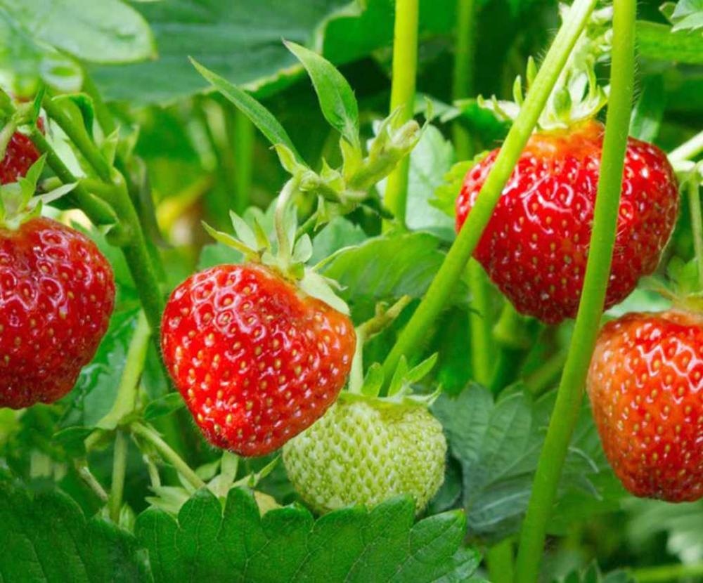 Jagoda 'Delizz' v lončku Ø 13 cm - Akcija v trgovini Bauhaus