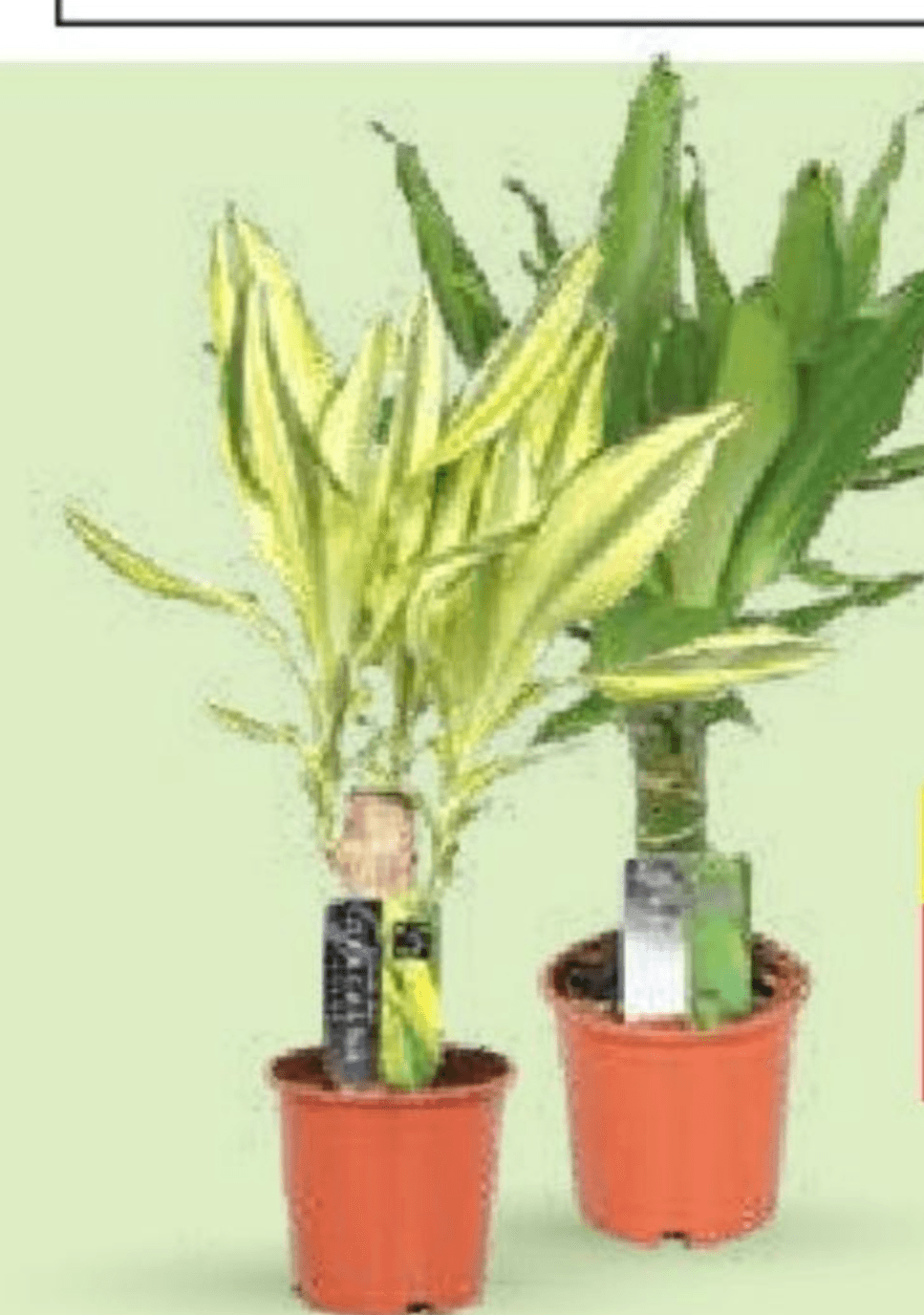 Lončnica Dracena Ø11 - Akcija v trgovini Mercator