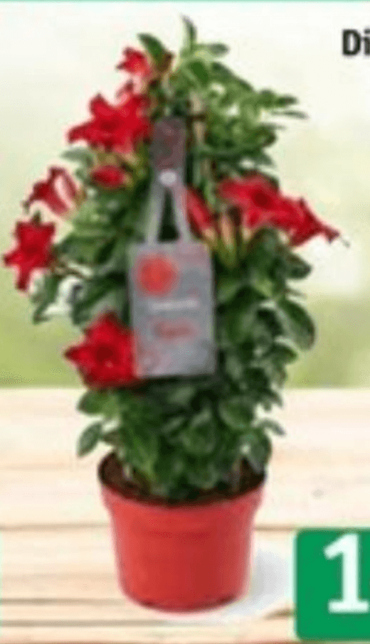 Dipladenija/Mandevila TERRAPLANT - Akcija v trgovini Jager