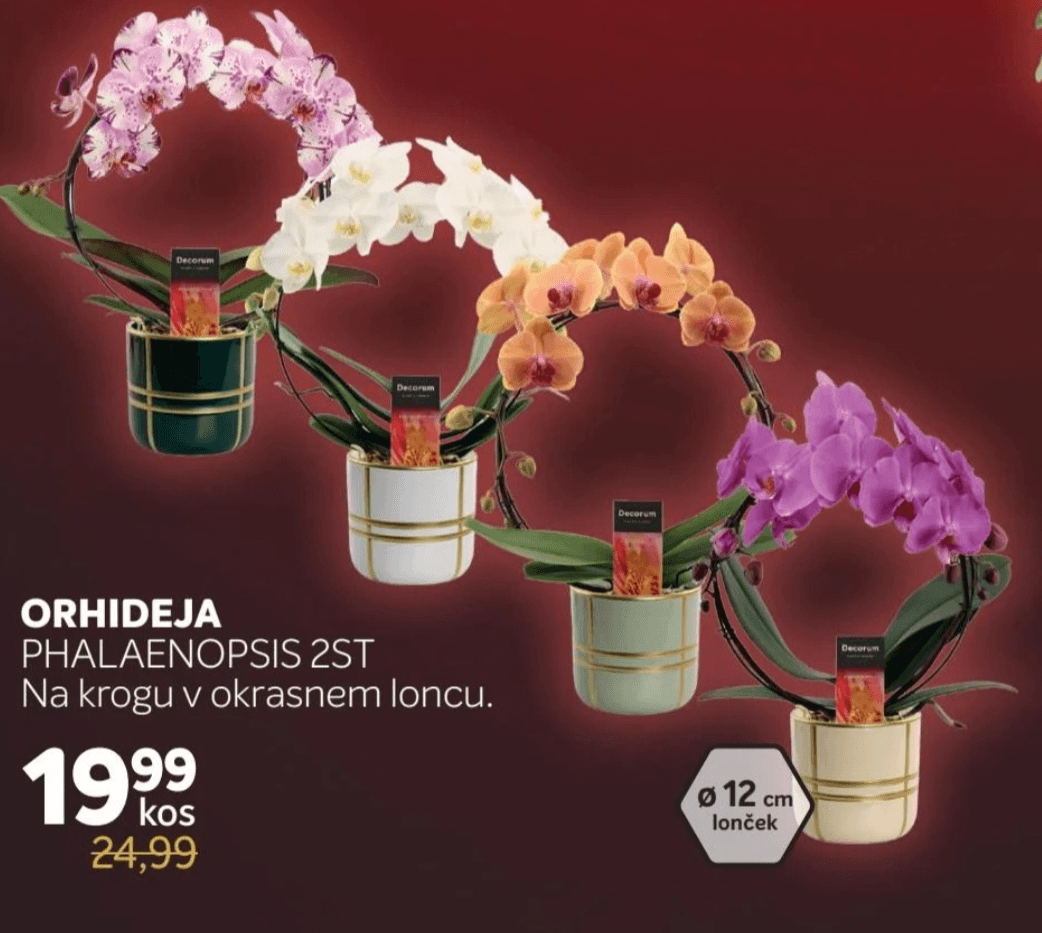 Orhideja Phalaenopsis 2ST - Akcija v trgovini Merkur