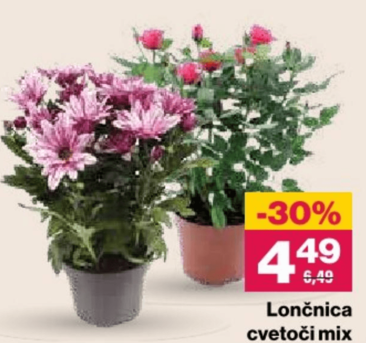 Lončnica cvetoči mix - Akcija v trgovini Mercator