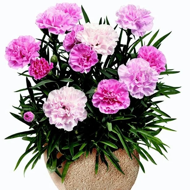 Nagelj Volmary Tiny Pleasure Pink 11 cm lonček - Akcija v trgovini Merkur