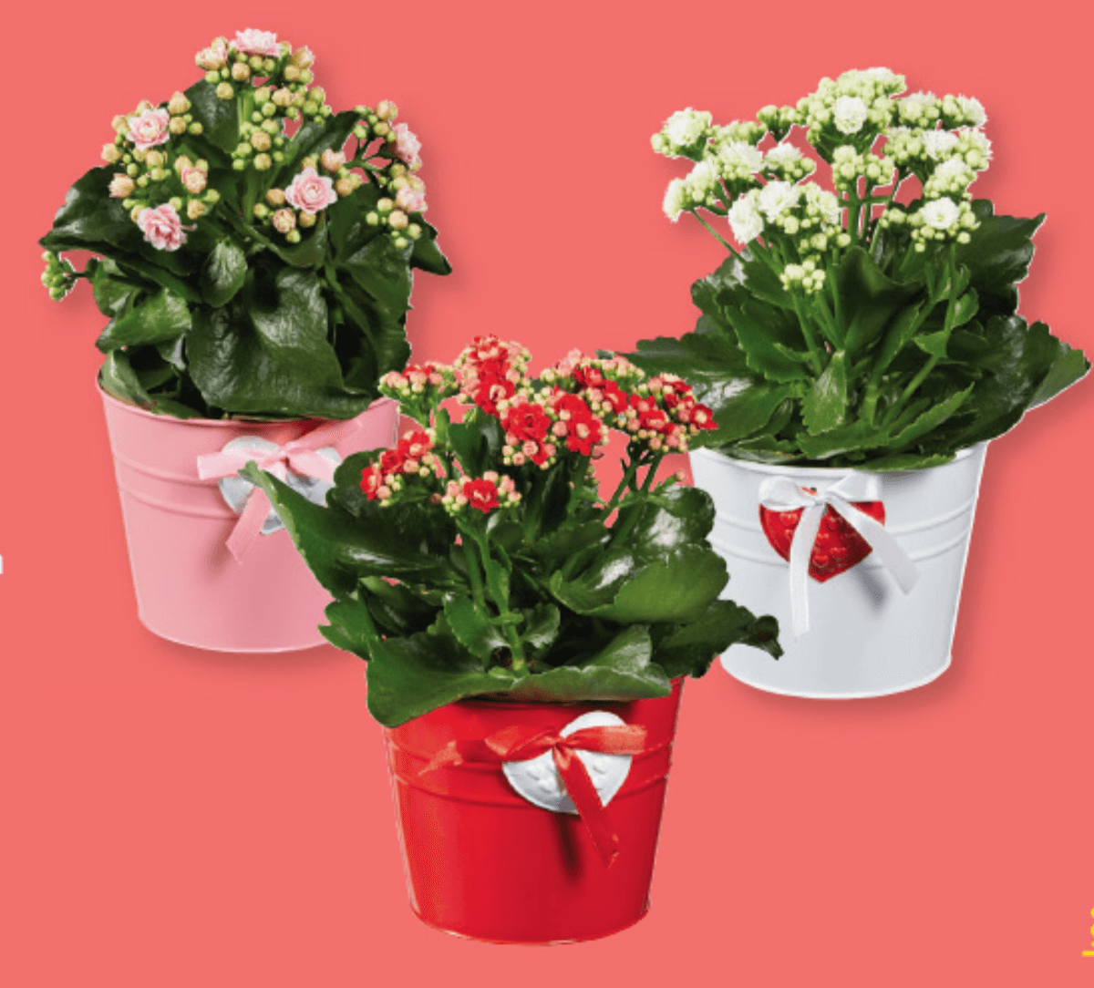 Kalanhoja - Akcija v trgovini Lidl