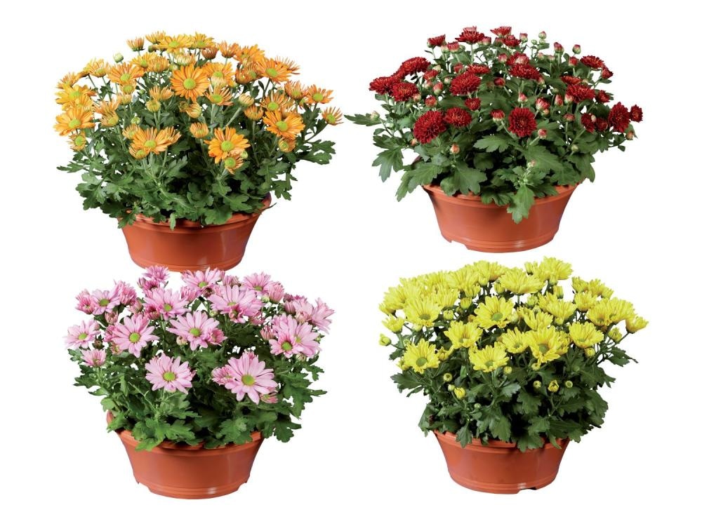 Krizantema - Akcija v trgovini Lidl