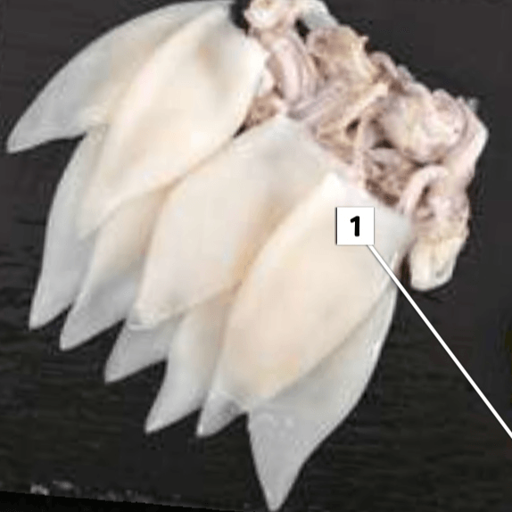 Patagonski lignji - Akcija v trgovini E.Leclerc