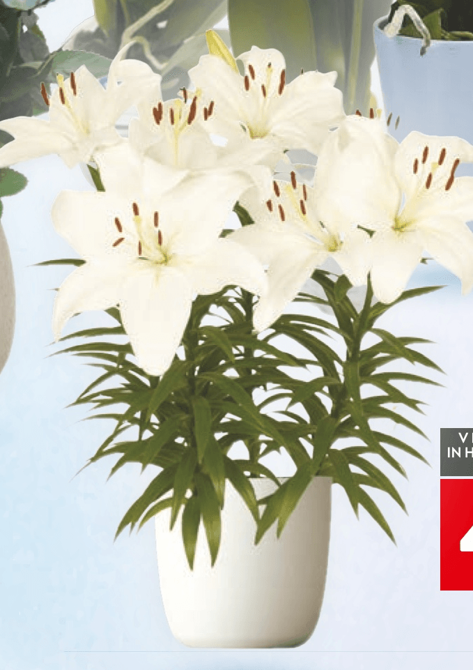 Lilija - Akcija v trgovini Spar