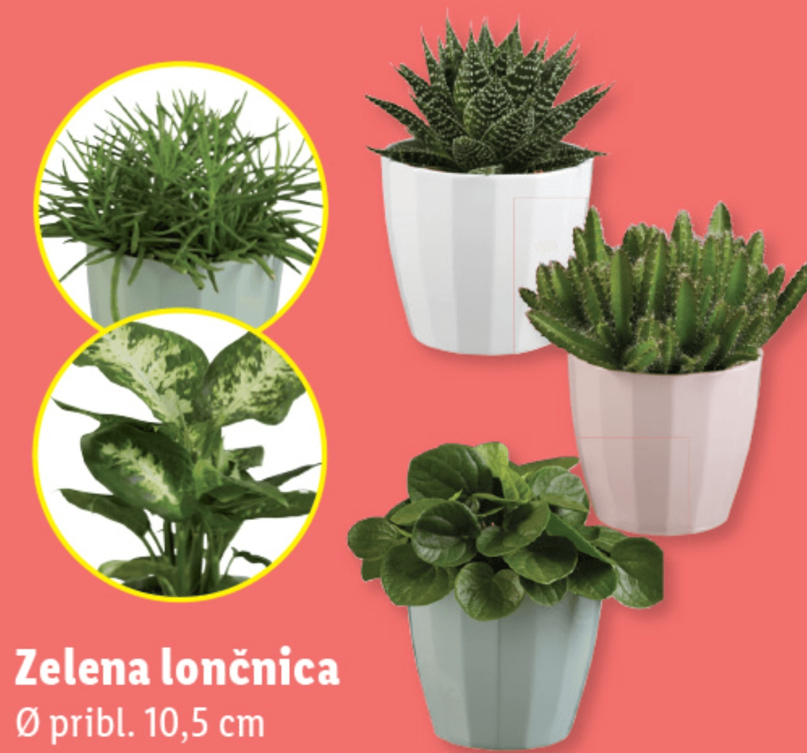 Zelena lončnica - Akcija v trgovini Lidl