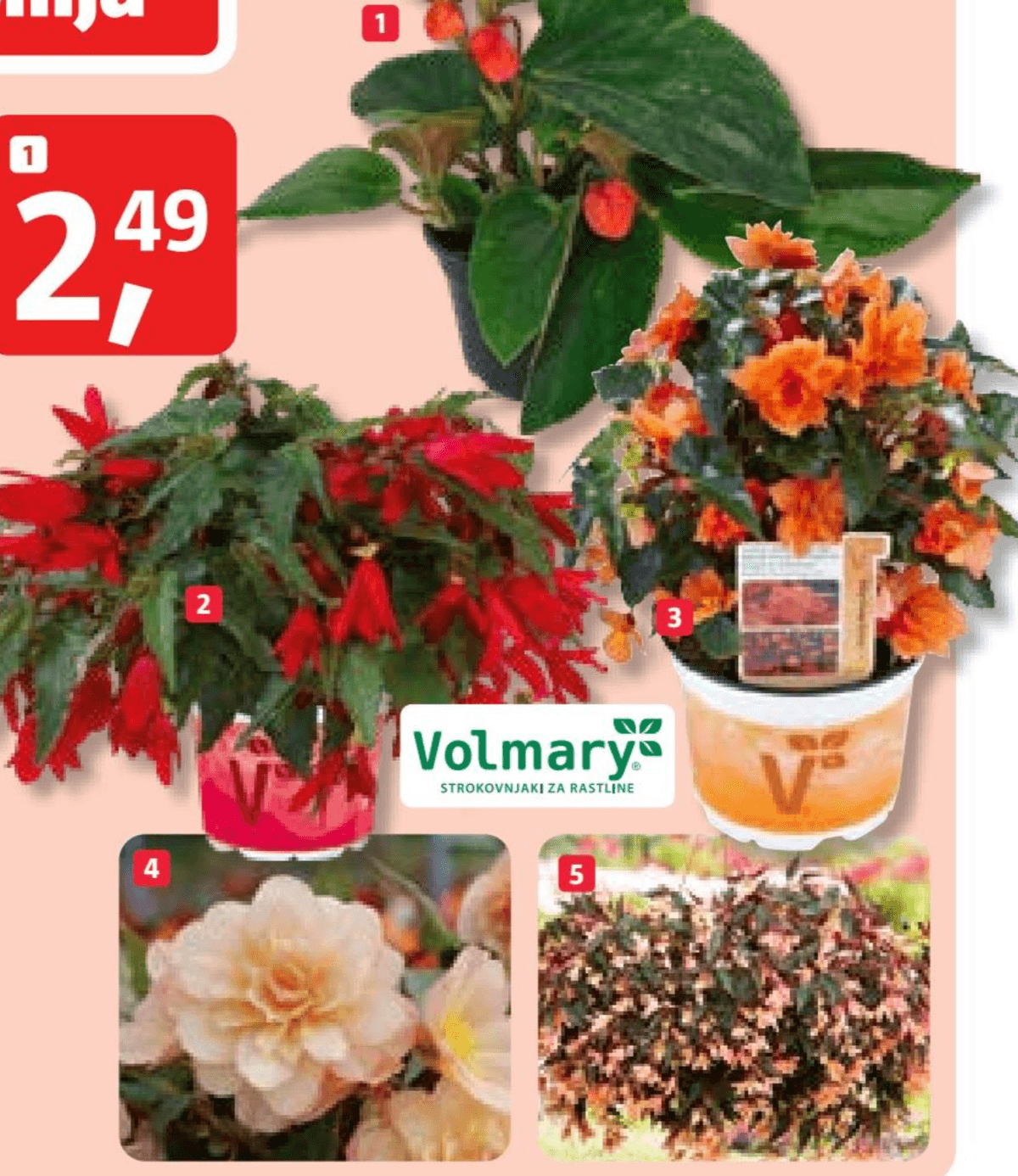 Begonija 'Zmajeva krila' (lat. Begonia x benariensis) Ø 12 cm Volmary - Akcija v trgovini Bauhaus