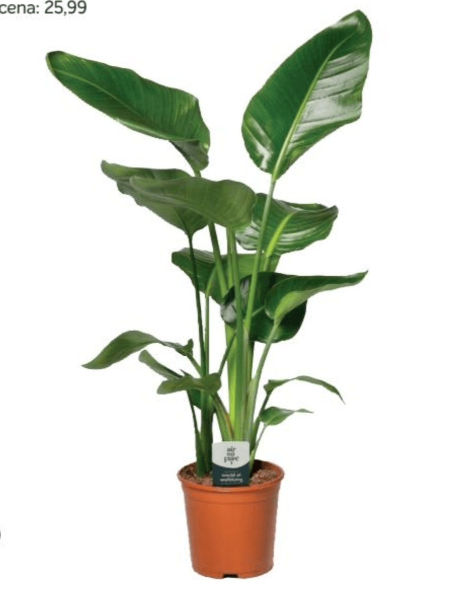 Strelitzia Nicolai 17 cm lonček - Akcija v trgovini Merkur