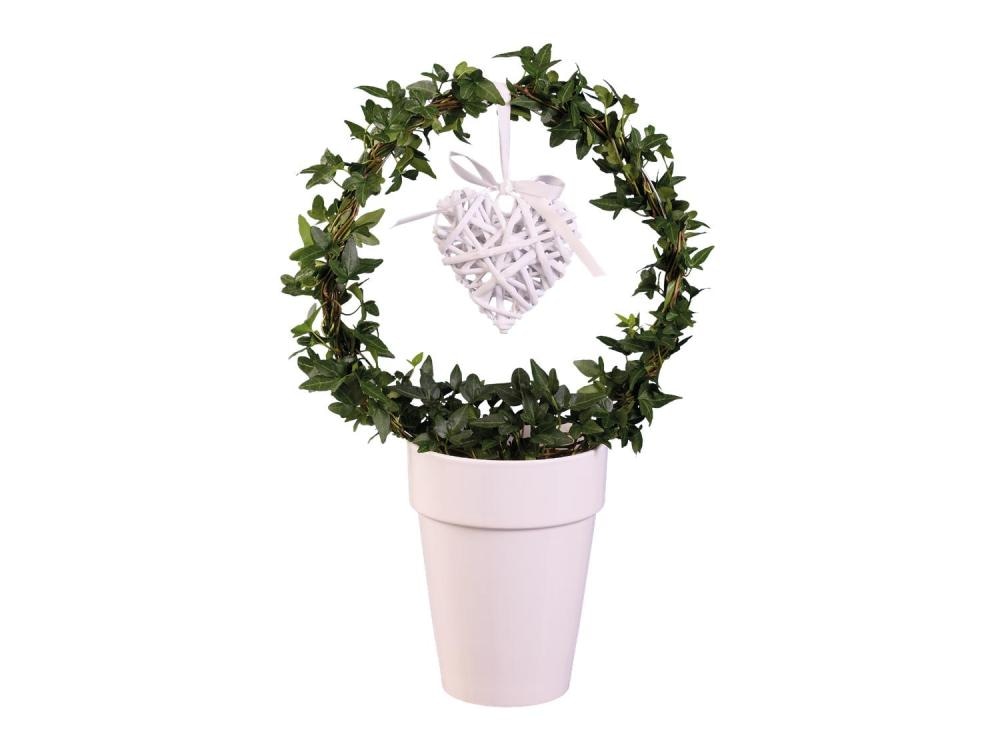 Venček iz bršljana - Akcija v trgovini Lidl