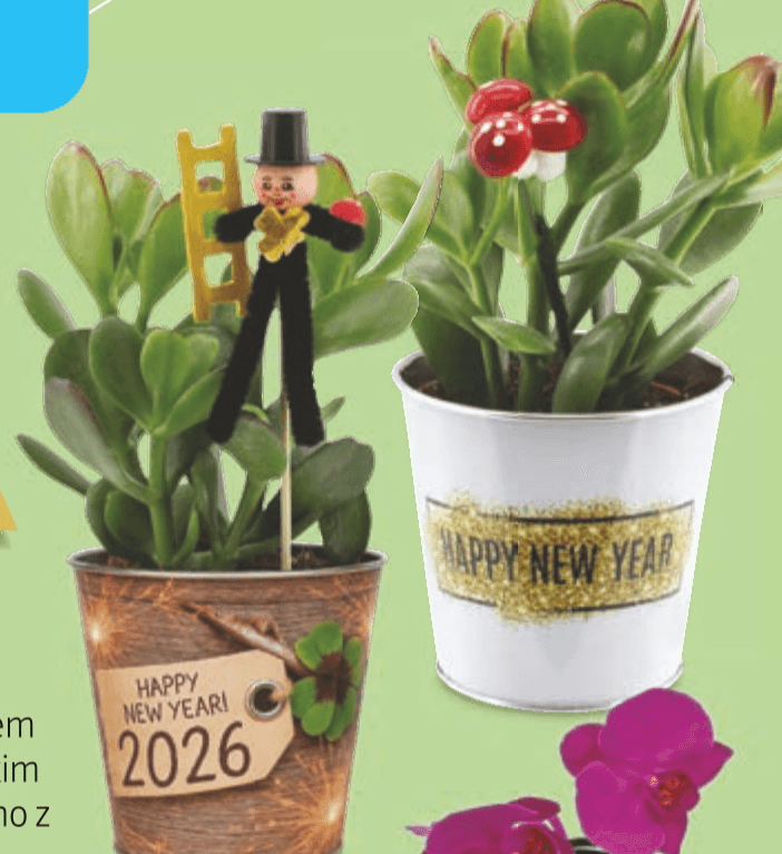 Drevo denarja - Akcija v trgovini Hofer