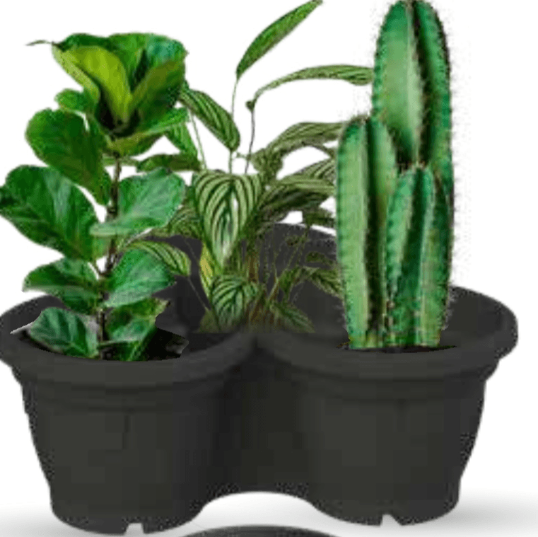 Cvetlični lonec Roma - Akcija v trgovini Mercator