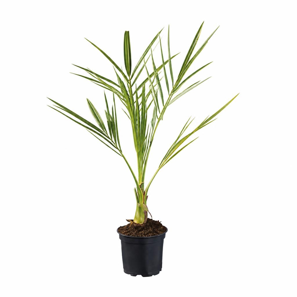 Palme - Akcija v trgovini Lidl