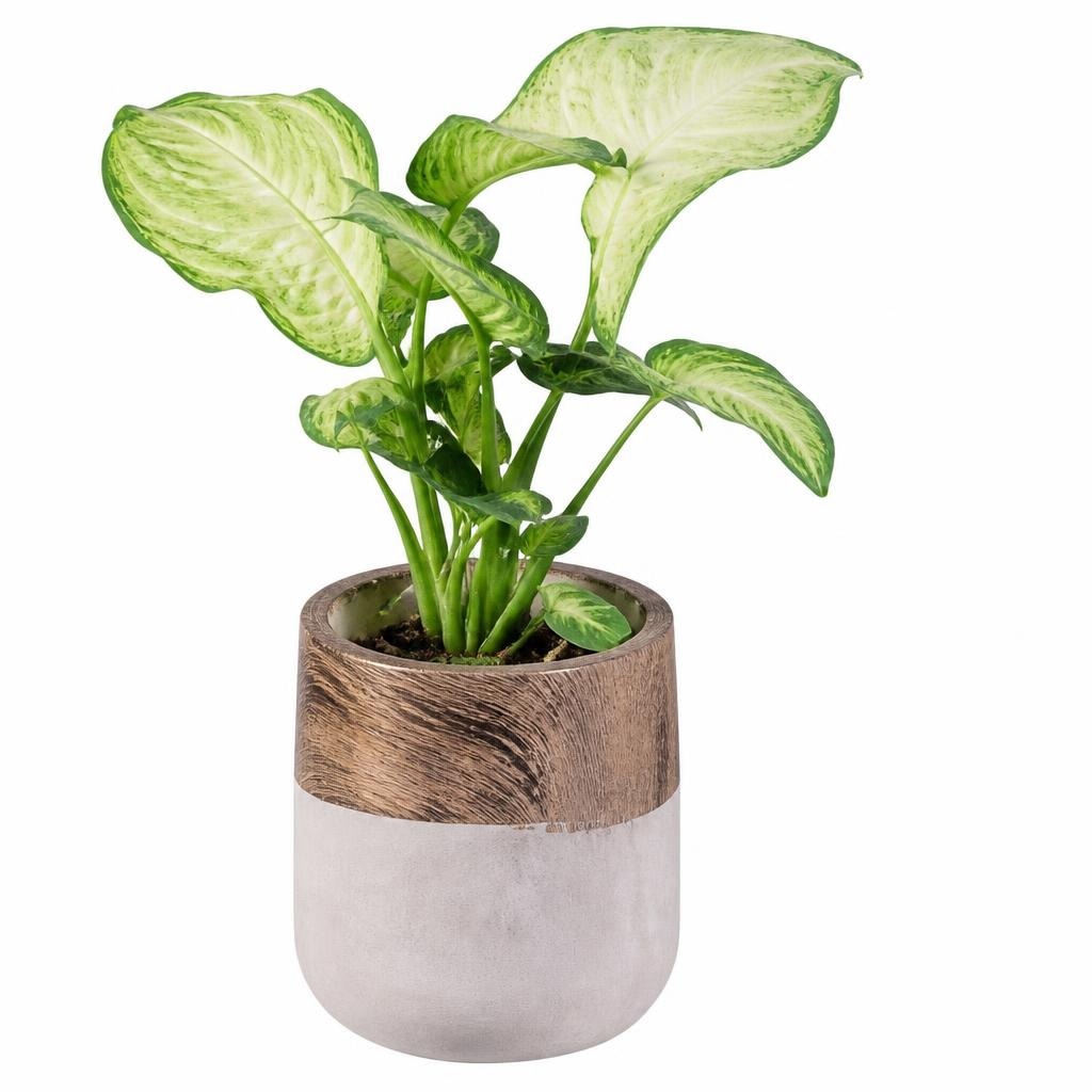 Zelena lončnica Ø pribl. 17 cm, višina: pribl. 80 do 100 cm Akcija v trgovini Lidl