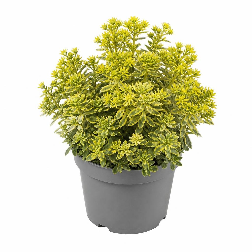 Eversijeva homulica Ø 13 cm Akcija v trgovini Bauhaus