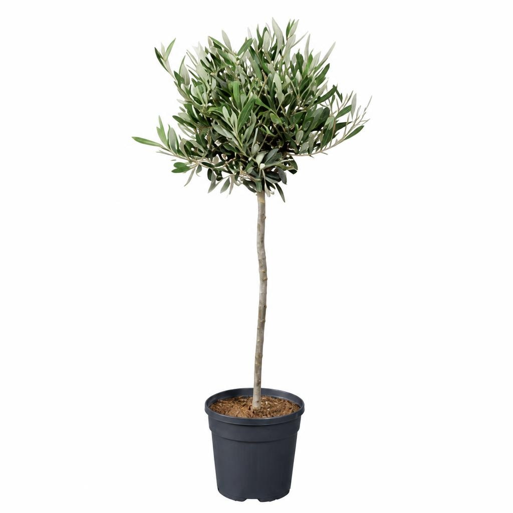 Oljka Ø pribl. 21 cm, višina do 105 cm - Akcija v trgovini Lidl