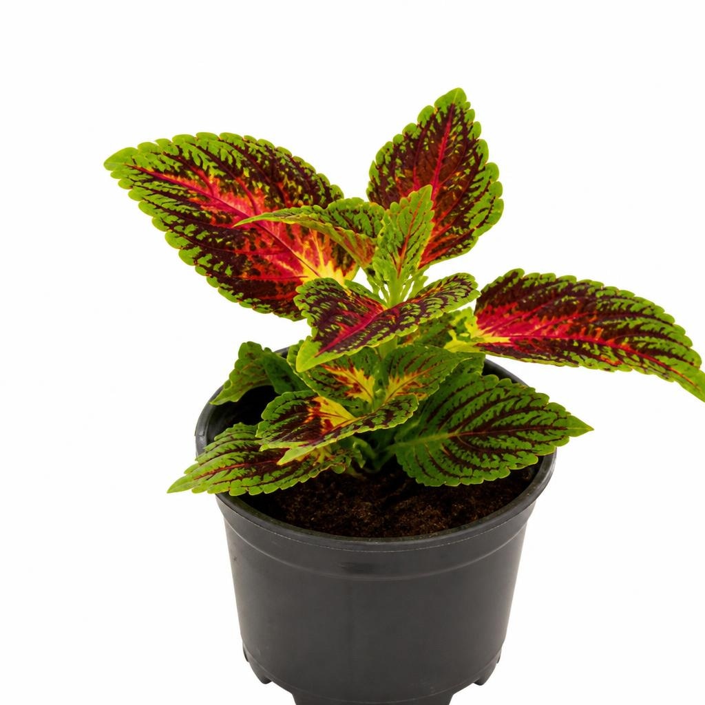 Okrasna kopriva 'Kong' (lat. Coleus blumei) v lončku Ø 12 cm - Akcija v trgovini Bauhaus