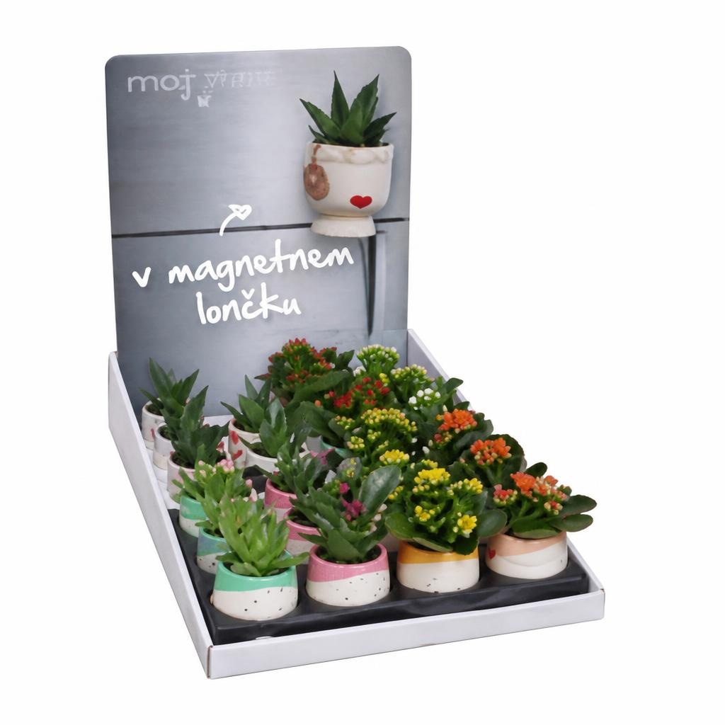 Mini kalanhoja 6 cm Akcija v trgovini Spar