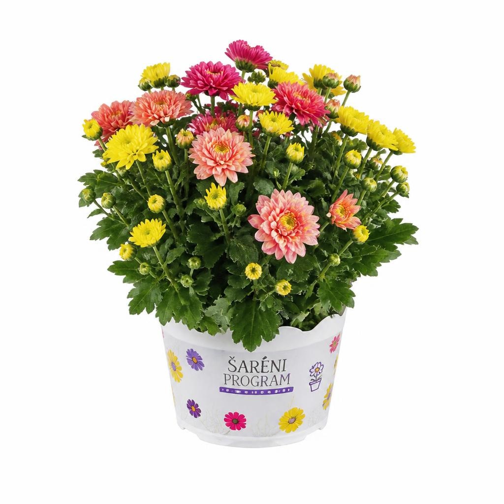 Krizantema multiflora Ø pribl. 13 cm Akcija v trgovini Lidl