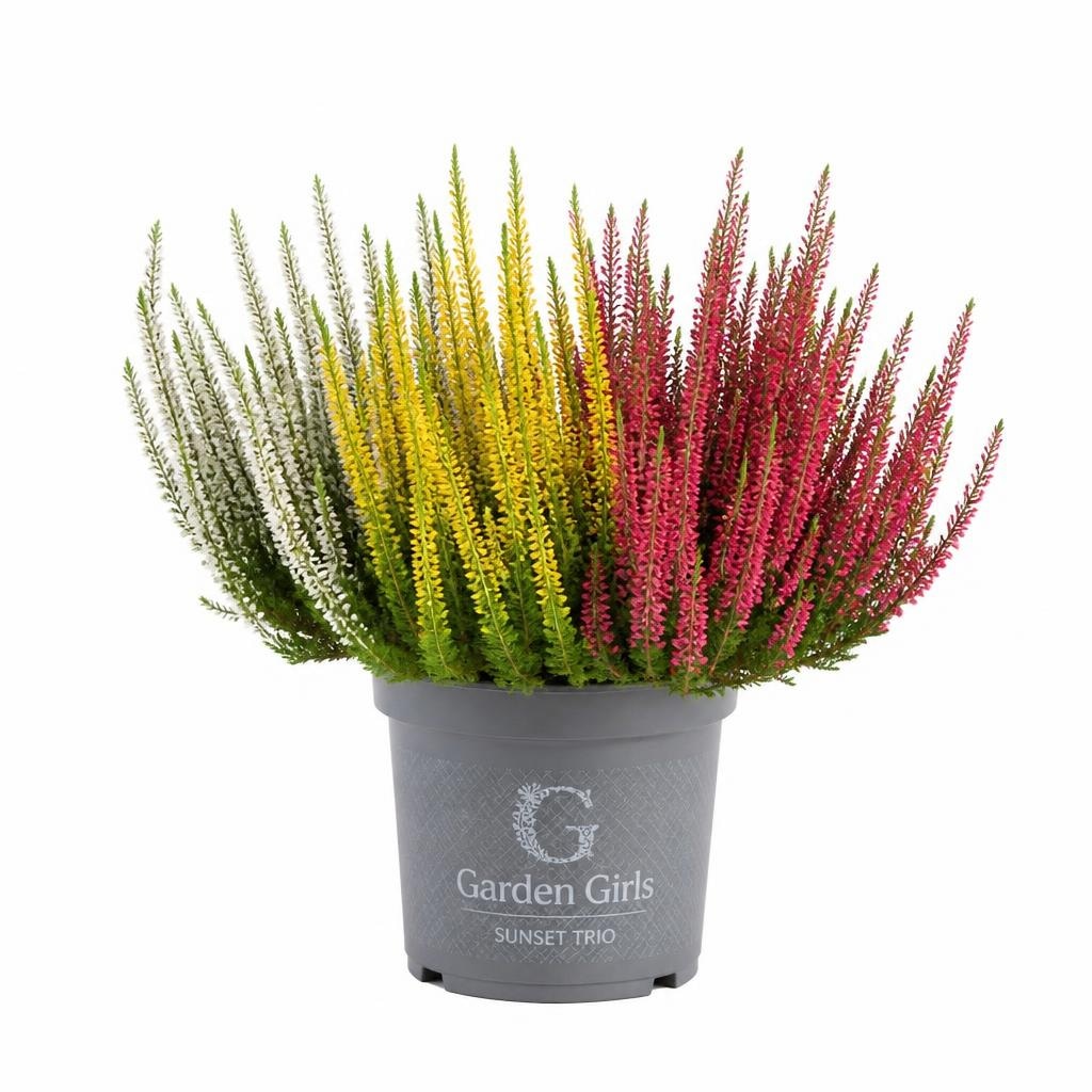 Jesenska vresa 'Garden Girls Sunset Trio' v lončku Ø 11 cm Akcija v trgovini Bauhaus