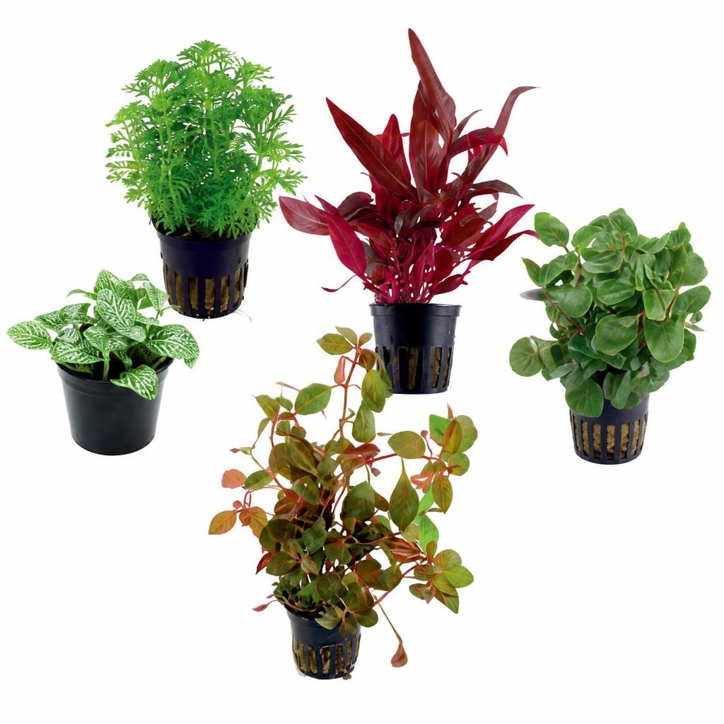Akvarijske rastline van Santen Akcija v trgovini Mr. Pet