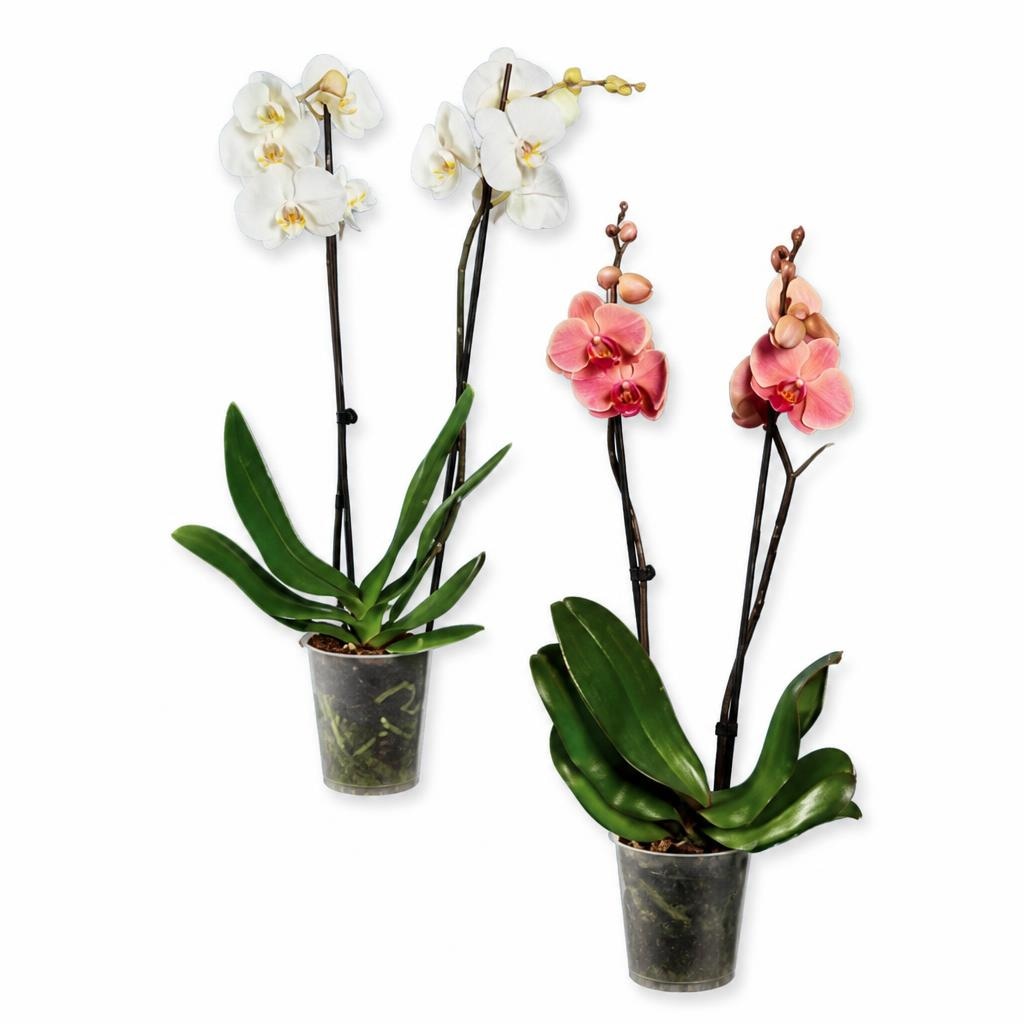 Orhideja Ø pribl. 12 cm, višina do 70 cm - Akcija v trgovini Lidl