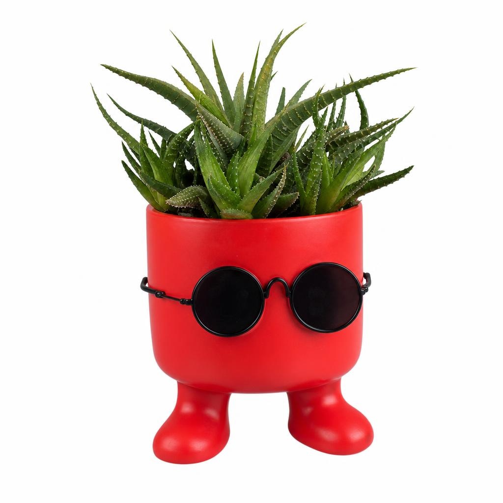 Sukulente "Bee Cool" Ø pribl. 9 cm, višina do 24 cm - Akcija v trgovini Lidl