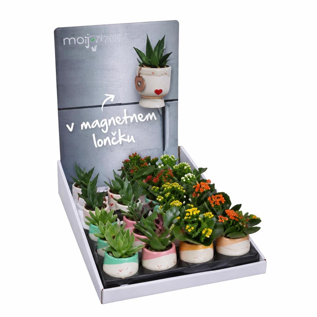 Mini rastlina 6 cm Akcija v trgovini Spar