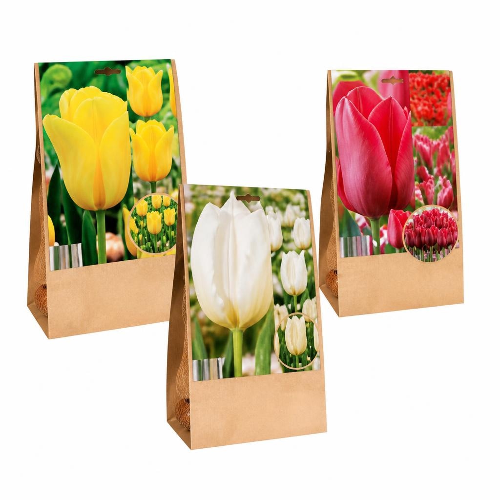 Cvetlične čebulice tulipanov Akcija v trgovini Lidl