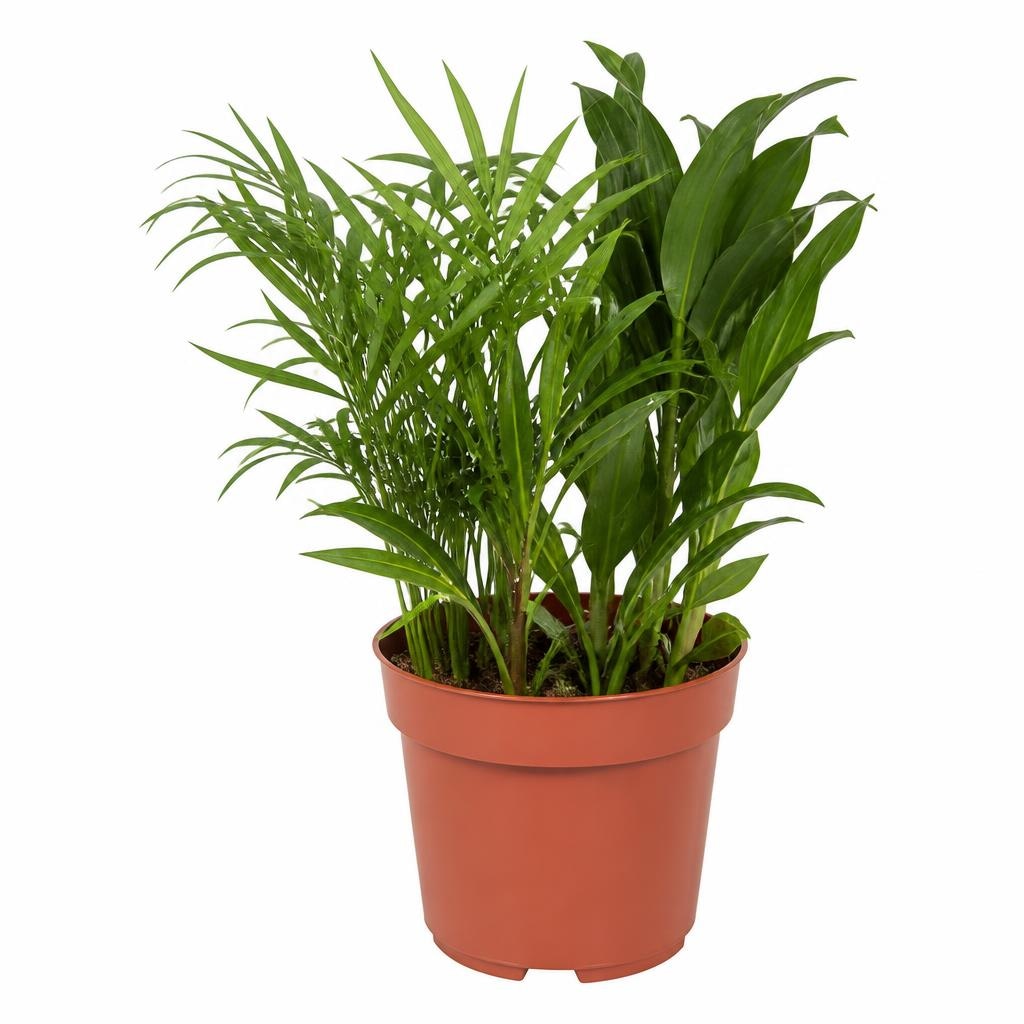 Ekskluzivna mešanica palm Ø pribl. 14 cm, višina pribl. 40 do 48 cm Akcija v trgovini Lidl